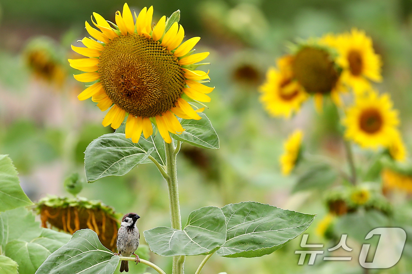 (경산=뉴스1) 공정식 기자 = 비가 내려 폭염의 기세가 다소 누그러든 15일 오전 경북 경산시 하양읍 대부잠수교 옆 하양경관농업단지에서 참새 한 마리가 곱게 핀 해바라기꽃 아래서 …