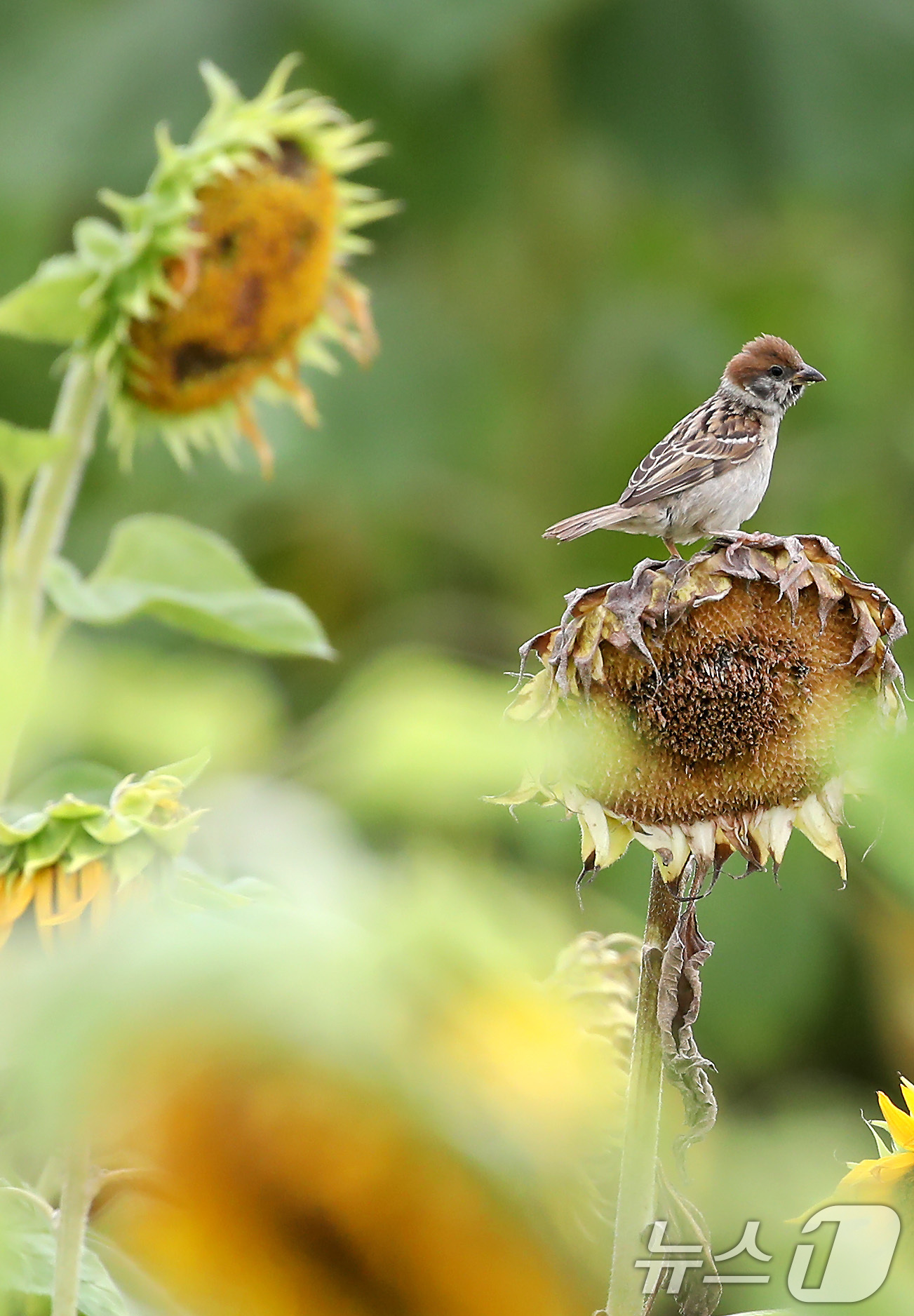 (경산=뉴스1) 공정식 기자 = 비가 내려 폭염의 기세가 다소 누그러든 15일 오전 경북 경산시 하양읍 대부잠수교 옆 하양경관농업단지에서 참새 한 마리가 곱게 핀 해바라기꽃에 앉아 …