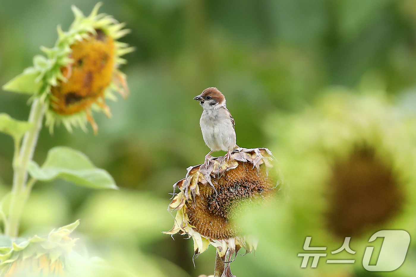 (경산=뉴스1) 공정식 기자 = 비가 내려 폭염의 기세가 다소 누그러든 15일 오전 경북 경산시 하양읍 대부잠수교 옆 하양경관농업단지에서 참새 한 마리가 곱게 핀 해바라기꽃에 앉아 …