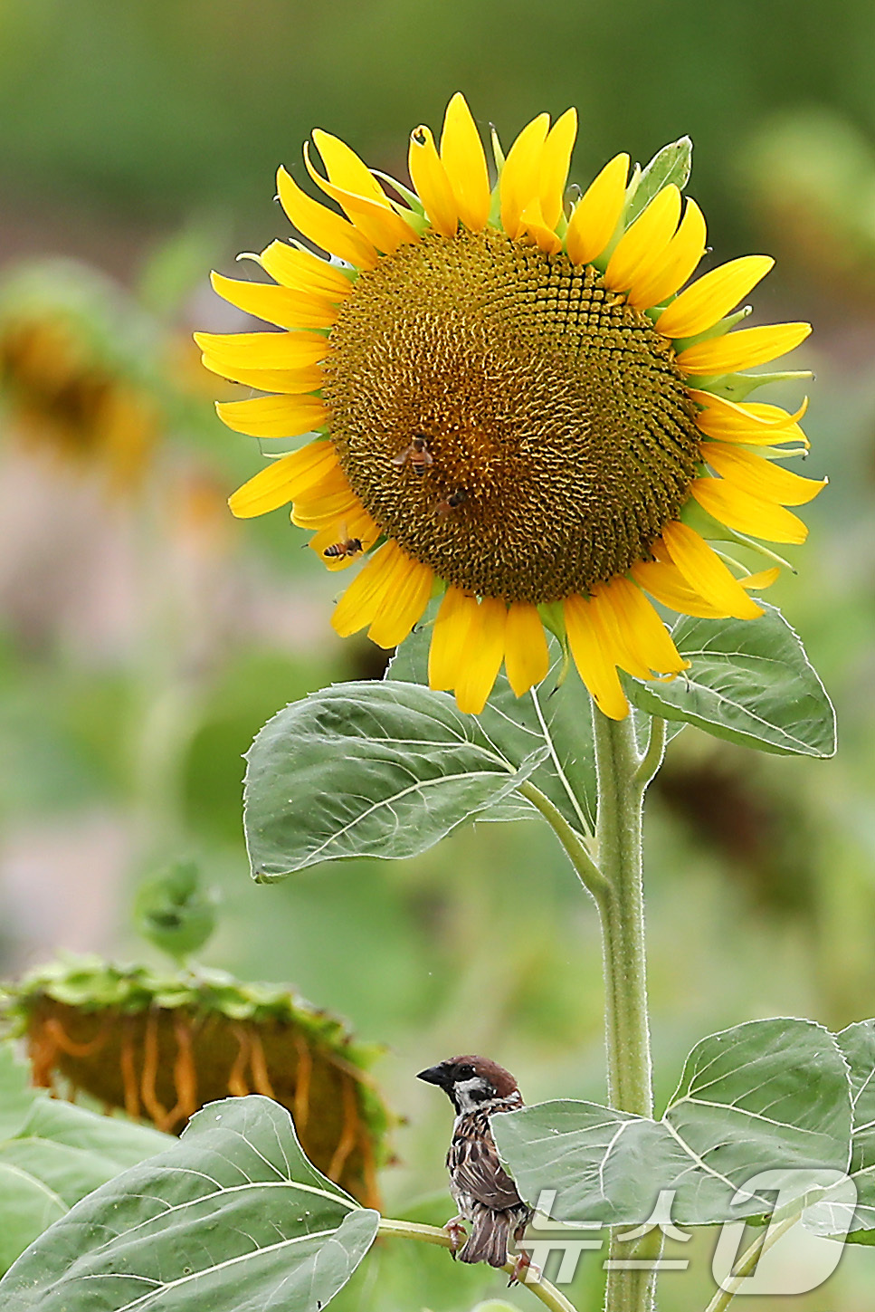 (경산=뉴스1) 공정식 기자 = 비가 내려 폭염의 기세가 다소 누그러든 15일 오전 경북 경산시 하양읍 대부잠수교 옆 하양경관농업단지에서 참새 한 마리가 곱게 핀 해바라기꽃 아래서 …