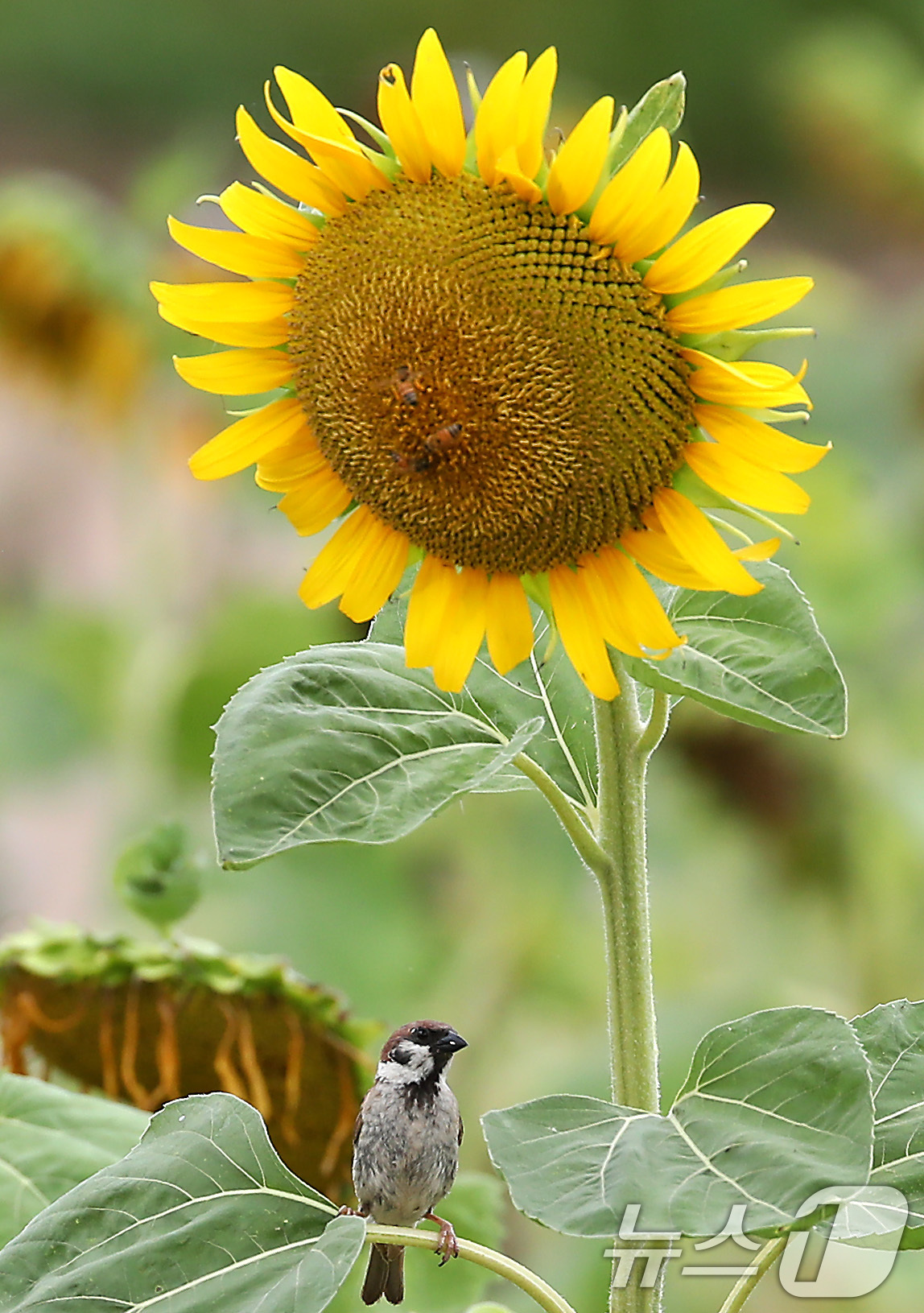 (경산=뉴스1) 공정식 기자 = 비가 내려 폭염의 기세가 다소 누그러든 15일 오전 경북 경산시 하양읍 대부잠수교 옆 하양경관농업단지에서 참새 한 마리가 곱게 핀 해바라기꽃 아래서 …