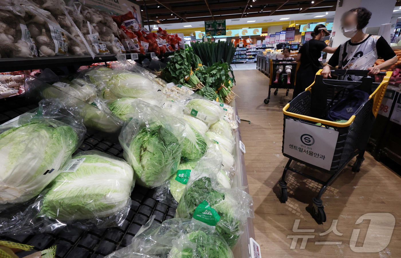 (서울=뉴스1) 김명섭 기자 = 올 여름 무더위가 일찍 찾아오면서 폭염으로 인해 농축산물 가격이 급등하고 있다. 최근 일주일새 배추 가격은 20% 넘게 오른 상황이다. 사진은 15 …