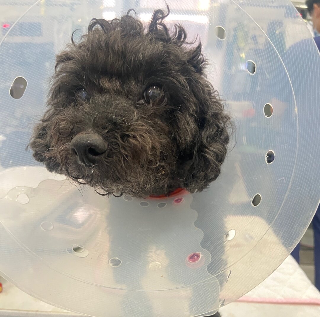 본문 이미지 - 수술 후 회복 중인 까망이(로얄동물메디컬센터 제공) ⓒ 뉴스1