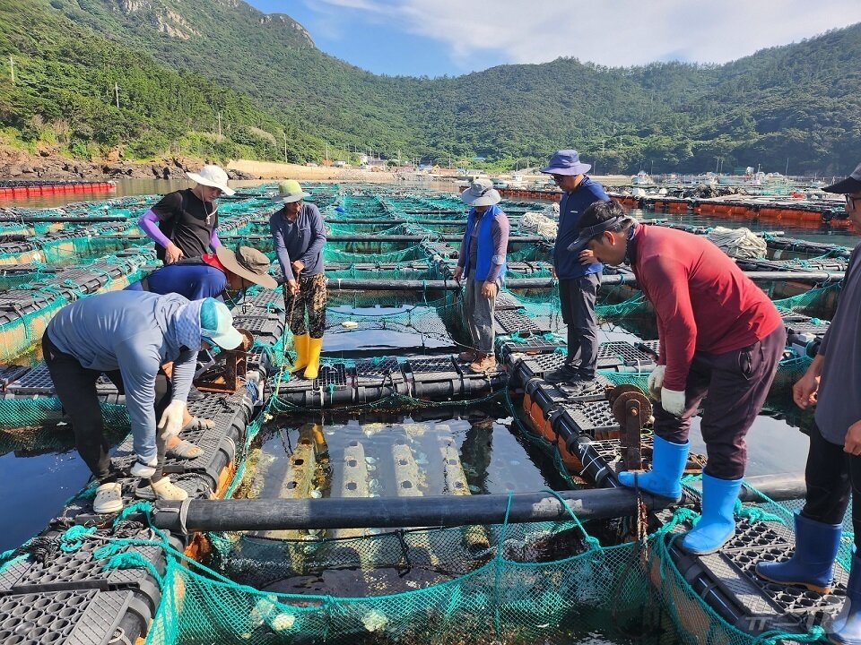 본문 이미지 - 신안군 직원들이 흑산면 전복 가두리양식장을 방문해 전복 상태 점검하고 어업인들과 함께 양식장을 둘러보고 있다. (신안군 제공. 재판매 및 DB금지) ⓒ 뉴스1 김태성 기자