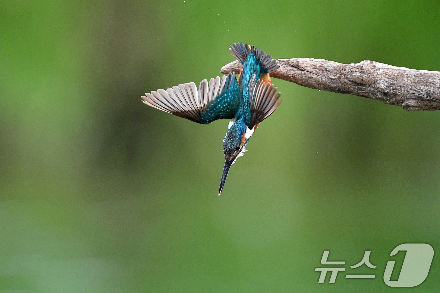 (포항=뉴스1) 최창호 기자 = 여름새인 물총새가 15일 오후 경북 포항시 북구 흥해읍 냇가에서 물고기 사냥에 한창이다. 2025.7.15/뉴스1