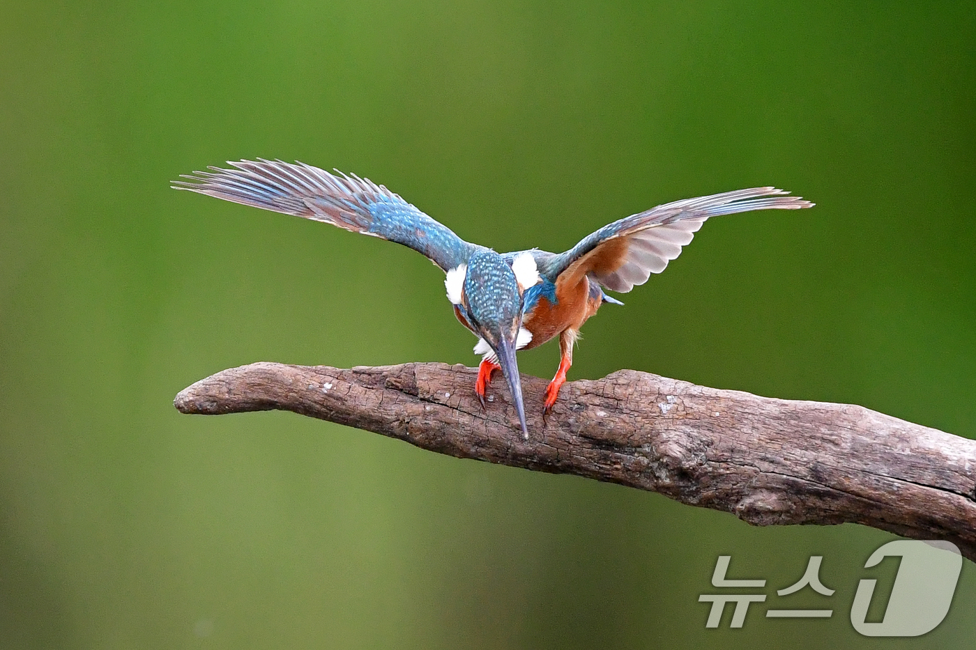 (포항=뉴스1) 최창호 기자 = 여름새인 물총새가 15일 오후 경북 포항시 북구 흥해읍 냇가에서 물고기 사냥에 한창이다. 2025.7.15/뉴스1