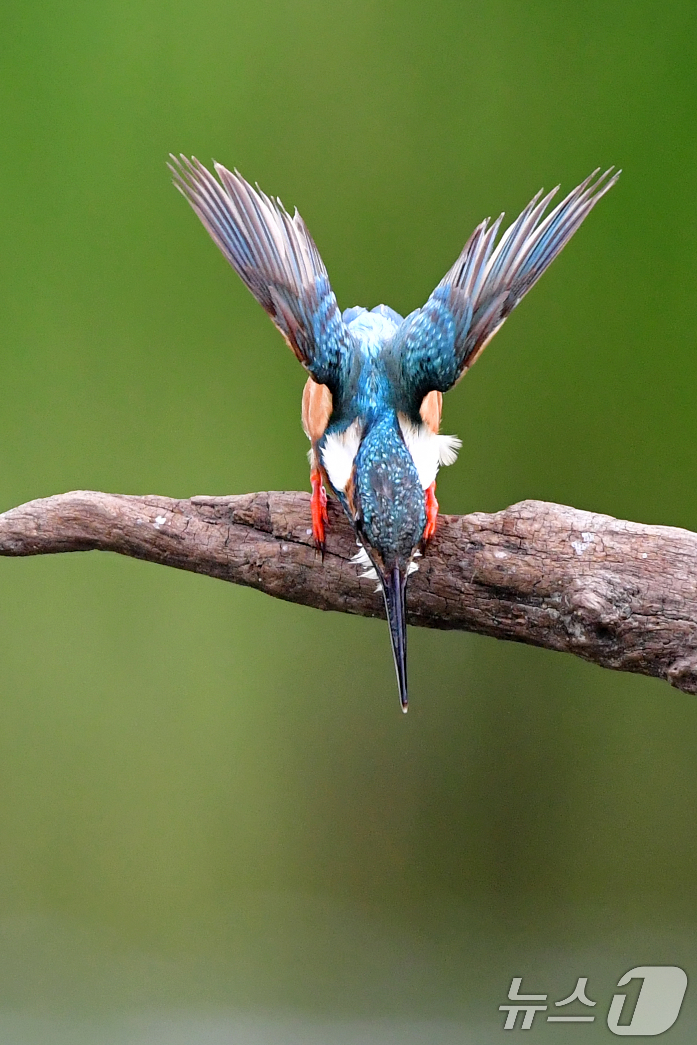 (포항=뉴스1) 최창호 기자 = 여름새인 물총새가 15일 오후 경북 포항시 북구 흥해읍 냇가에서 물고기 사냥에 한창이다. 2025.7.15/뉴스1