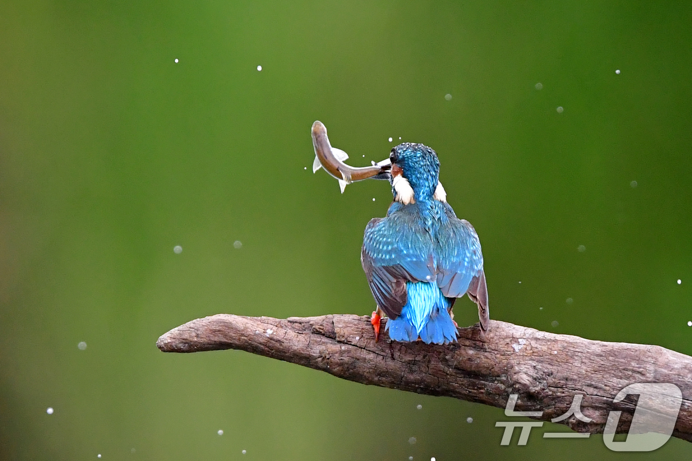 (포항=뉴스1) 최창호 기자 = 여름새인 물총새가 15일 오후 경북 포항시 북구 흥해읍 냇가에서 물고기 사냥에 한창이다. 2025.7.15/뉴스1