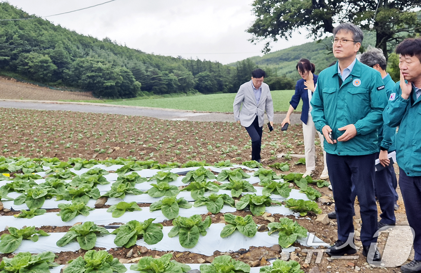 (서울=뉴스1) 민경석 기자 = 서효원 농촌진흥청 차장이 강원도 태백 여름배추 재배지를 방문해 생육 상황 점검 및 작황을 살피고 있다.(농촌진흥청 제공. 재판매 및 DB 금지) 2 …