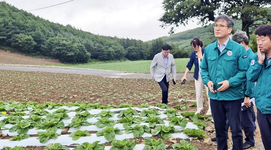 태백 여름배추 재배지 점검나선 서효원 농촌진흥청 차장