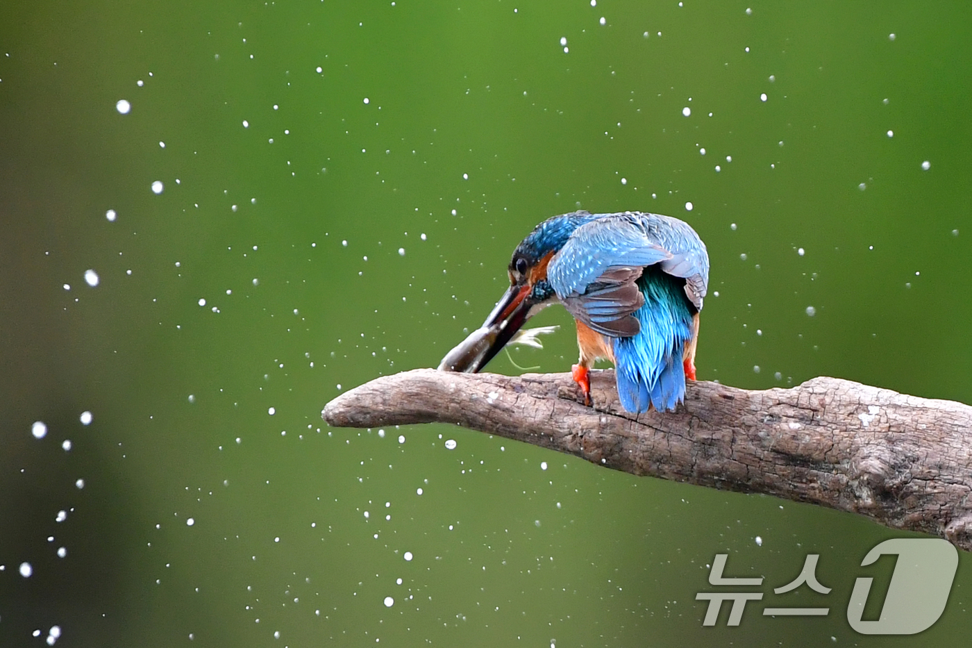 (포항=뉴스1) 최창호 기자 = 여름새인 물총새가 15일 오후 경북 포항시 북구 흥해읍 냇가에서 물고기 사냥에 한창이다. 2025.7.15/뉴스1