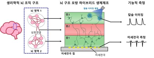 KAIST, 6배 정밀한 3D 뇌 모사 플랫폼 구현 성공