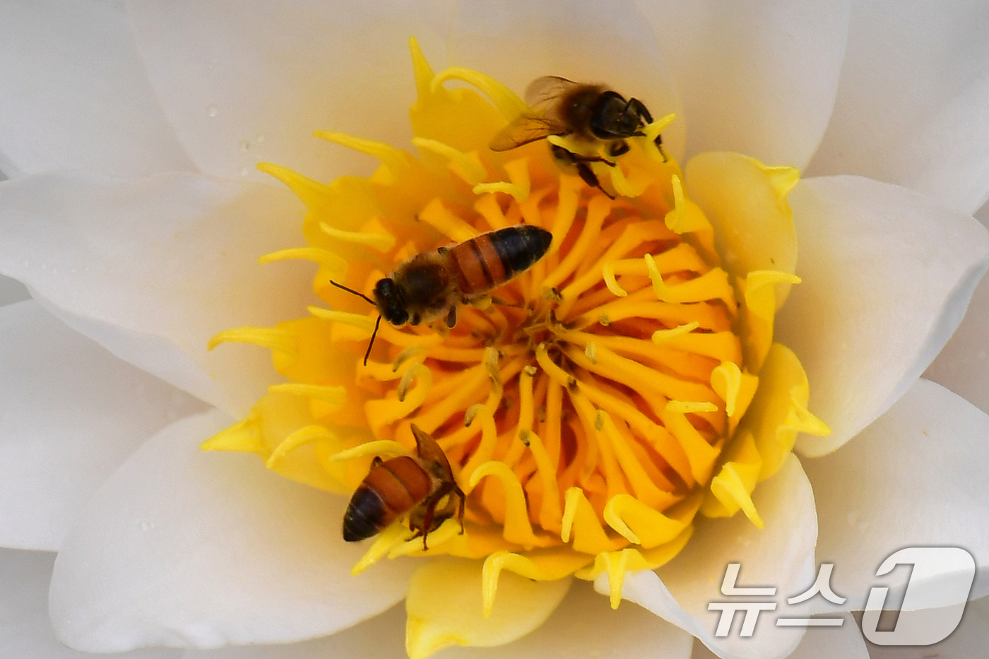 (포항=뉴스1) 최창호 기자 = 16일 오전 경북 포항시 북구 용흥동에 있는 연못에서 꿀벌 한마리가 수련꽃으로 날아들고 있다. 2025.7.16/뉴스1