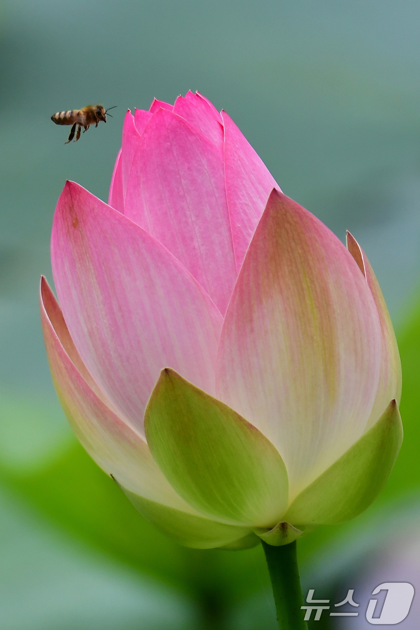 (포항=뉴스1) 최창호 기자 = 16일 오전 경북 포항시 북구 용흥동에 있는 연못에서 꿀벌 한마리가 연꽃 봉우리로 날아오고 있다.  2025.7.16/뉴스1