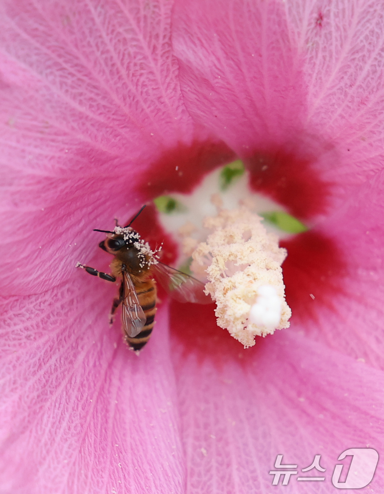 (수원=뉴스1) 김영운 기자 = 제헌절을 하루 앞둔 16일 오전 경기 수원시 권선구 수원무궁화원에서 꿀벌이 꿀을 따고 있다. 2025.7.16/뉴스1