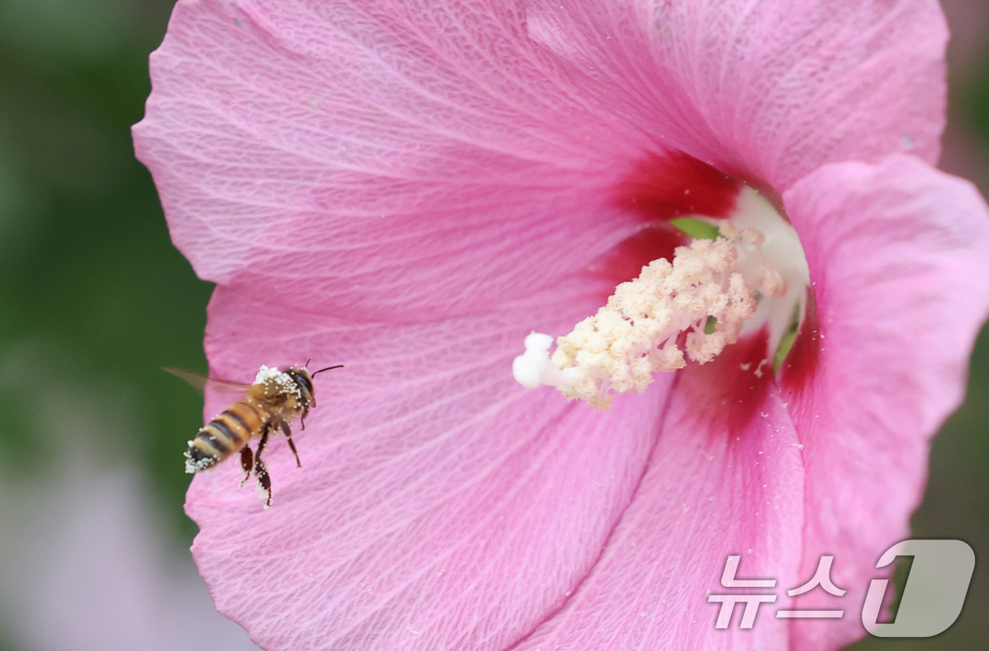 (수원=뉴스1) 김영운 기자 = 제헌절을 하루 앞둔 16일 오전 경기 수원시 권선구 수원무궁화원에서 꿀벌이 꿀을 따고 있다. 2025.7.16/뉴스1