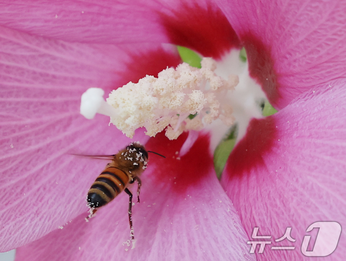 (수원=뉴스1) 김영운 기자 = 제헌절을 하루 앞둔 16일 오전 경기 수원시 권선구 수원무궁화원에서 꿀벌이 꿀을 따고 있다. 2025.7.16/뉴스1