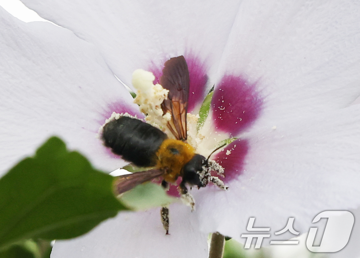 (수원=뉴스1) 김영운 기자 = 제헌절을 하루 앞둔 16일 오전 경기 수원시 권선구 수원무궁화원에서 꿀벌이 꿀을 따고 있다. 2025.7.16/뉴스1