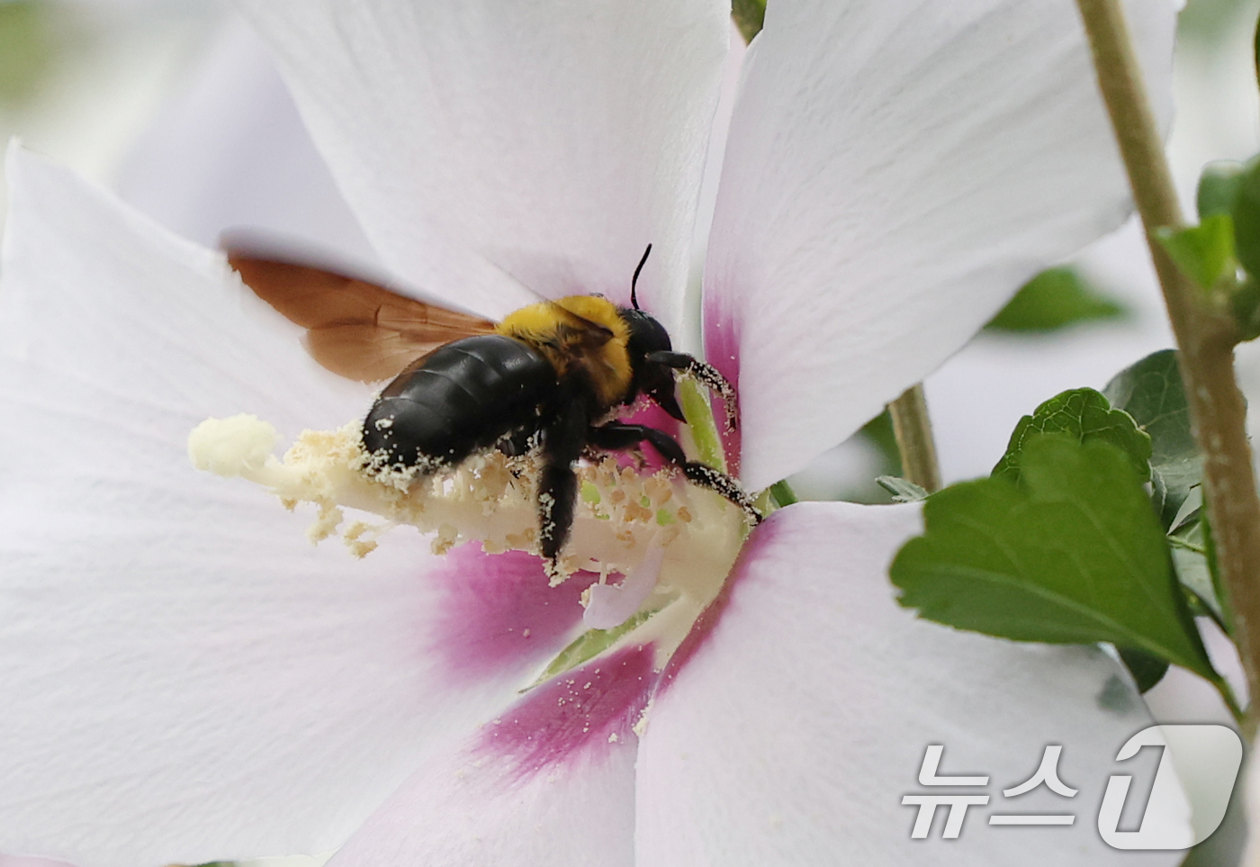 (수원=뉴스1) 김영운 기자 = 제헌절을 하루 앞둔 16일 오전 경기 수원시 권선구 수원무궁화원에서 호박벌이 꿀을 따고 있다. 2025.7.16/뉴스1
