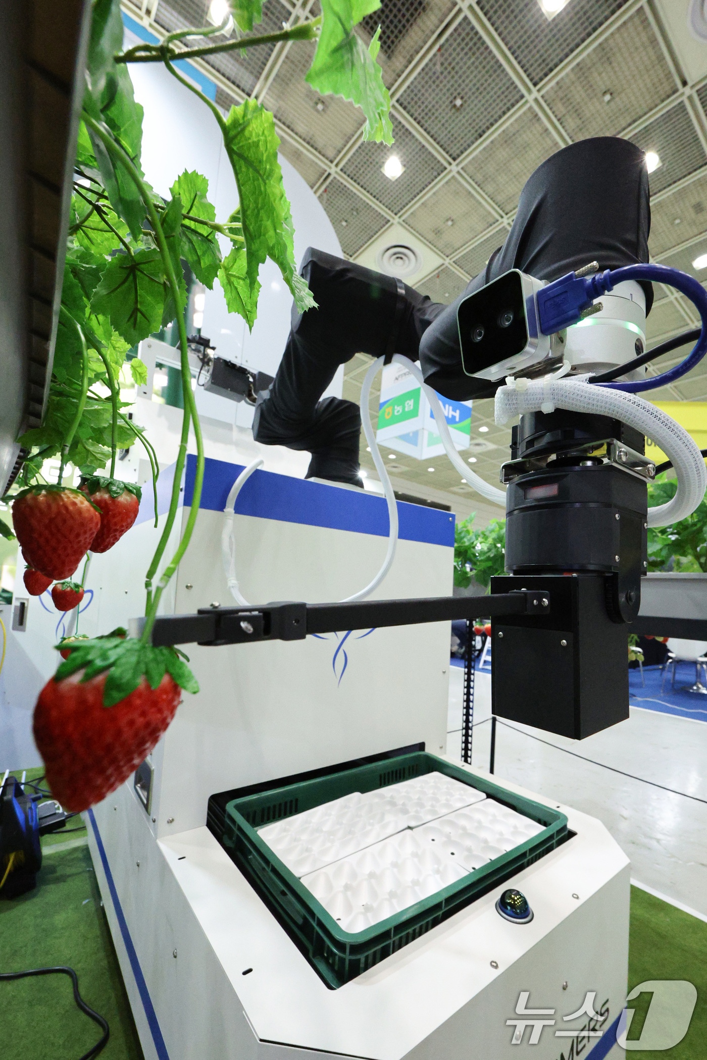 (서울=뉴스1) 신웅수 기자 = 16일 서울 강남구 코엑스에서 열린 제3회 농식품테크 스타트업 창업박람회에서 인공지능 로봇이 딸기를 수확하고 있다.농식품 분야 첨단기술을 홍보하고 …