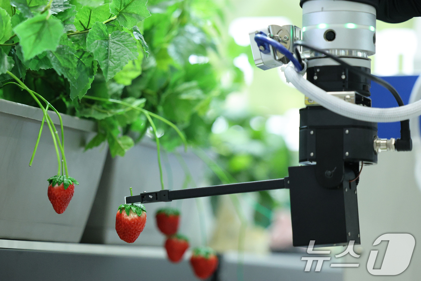 (서울=뉴스1) 신웅수 기자 = 16일 서울 강남구 코엑스에서 열린 제3회 농식품테크 스타트업 창업박람회에서 인공지능 로봇이 딸기를 수확하고 있다.농식품 분야 첨단기술을 홍보하고 …