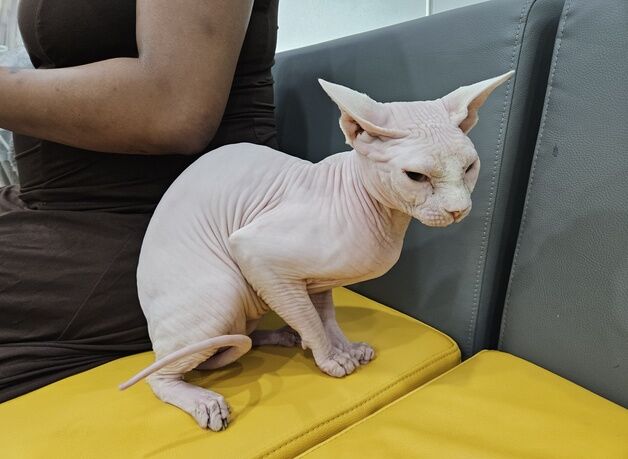 외국인 며느리의 SOS…"시어머니가 고양이 때리고 못살게 굴어"
