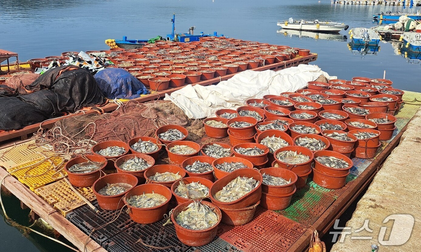 본문 이미지 - 지난해 고수온으로 인해 폐사한 양식어류들./뉴스1