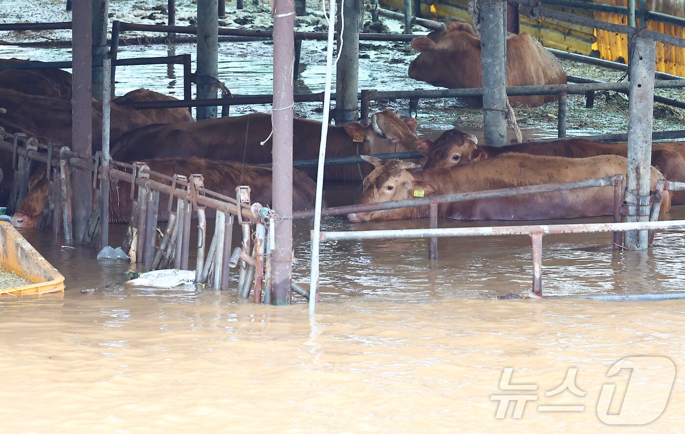 본문 이미지 - 충청권을 중심으로 호우특보가 내려진 17일 충남 당진시 행정동 한 축사가 역천 범람으로 침수돼 있다. 2025.7.17/뉴스1 ⓒ News1 김도우 기자