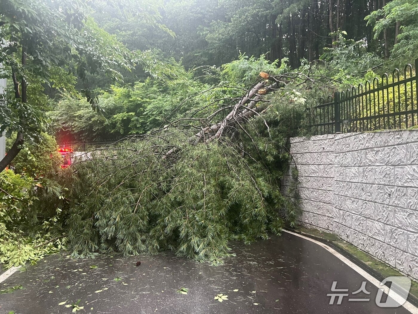 본문 이미지 - 17일 오전 제천시의 한 도로를 덮은 쓰러진 나무.&#40;제천시 제공. 재판매 및 DB금지&#41;/뉴스1   