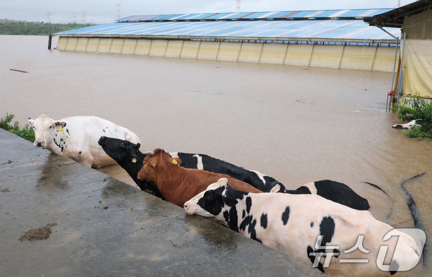 본문 이미지 - 기록적인 폭우가 내린 17일 충남 예산군 고덕면 용리에서 침수된 우사에서 소들이 탈출하고 있다. 2025.7.17/뉴스1 ⓒ News1 김기태 기자