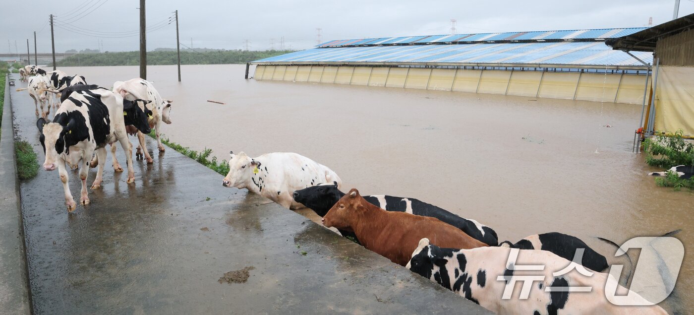 본문 이미지 - 기록적인 폭우가 내린 17일 충남 예산군 고덕면 용리에서 침수된 우사에서 소들이 탈출하고 있다. 2025.7.17/뉴스1 ⓒ News1 김기태 기자