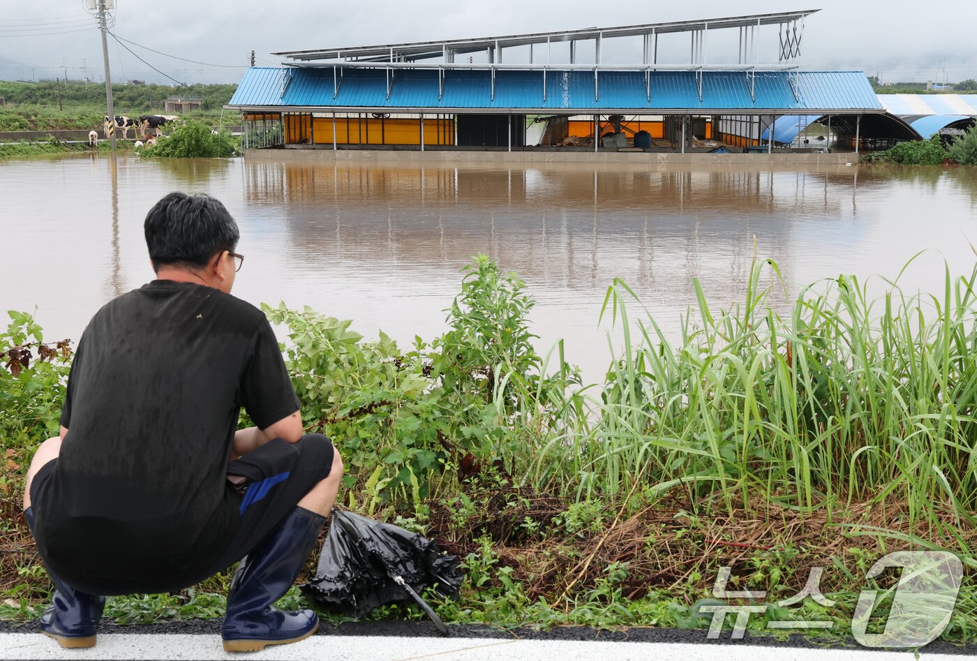 본문 이미지 - 17일 충남 예산군 고덕면 용리에서 농장주가 침수된 우사를 바라보고 있다. 2025.7.17/뉴스1 ⓒ News1 김기태 기자
