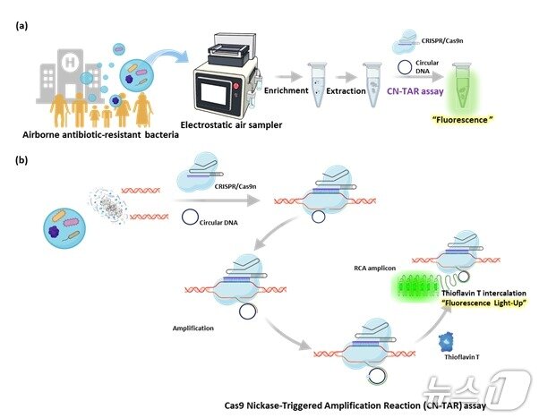 본문 이미지 - 공기 중 항생제 내성 박테리아 검출 개요&#40;생명연 제공&#41; /뉴스1