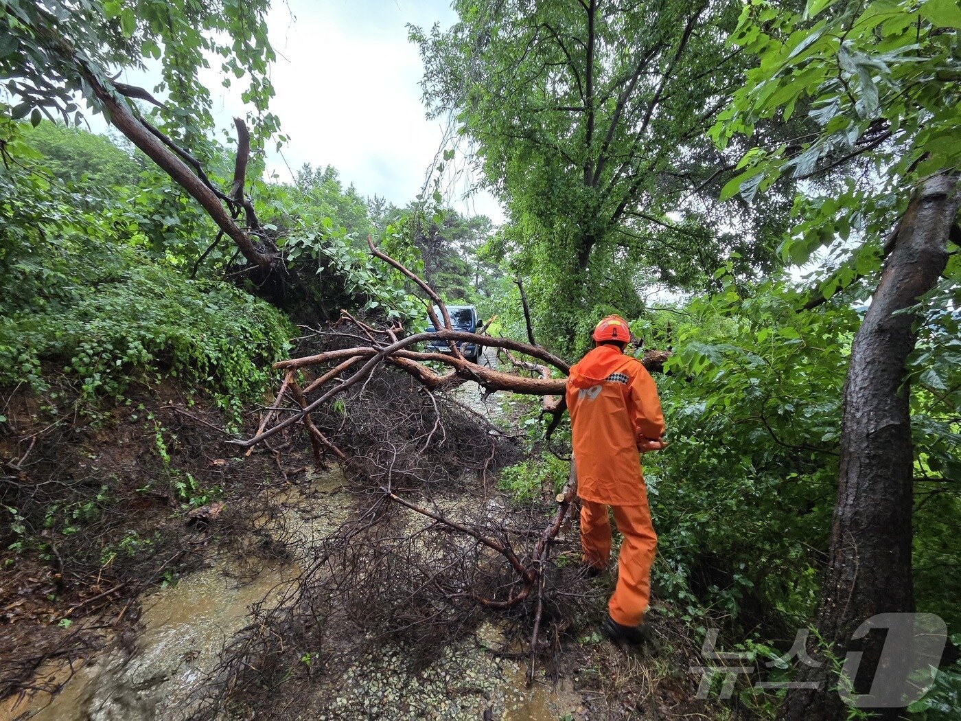 본문 이미지 - 17일 오전 11시 52분께 전북 완주군 고산면 한 야산에 나무가 쓰러져있어 소방대원이 현장 조치에 나서고 있다.&#40;전북 소방 제공. 재판매 및 DB금지&#41; 2025.7.17/뉴스1 ⓒ News1 장수인 기자