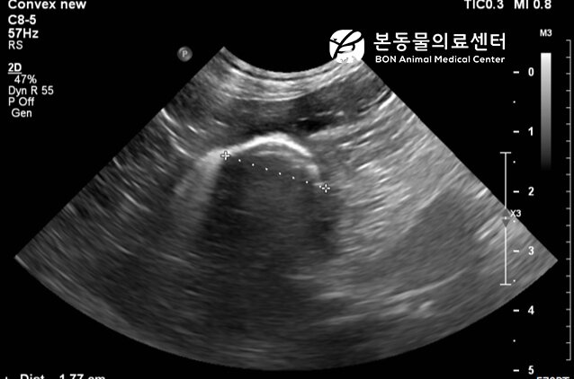 본문 이미지 - 복부 초음파 검사 결과 위에서  씨앗으로 추정되는 물질이 발견된 모습&#40;본동물의료센터 제공&#41; ⓒ 뉴스1
