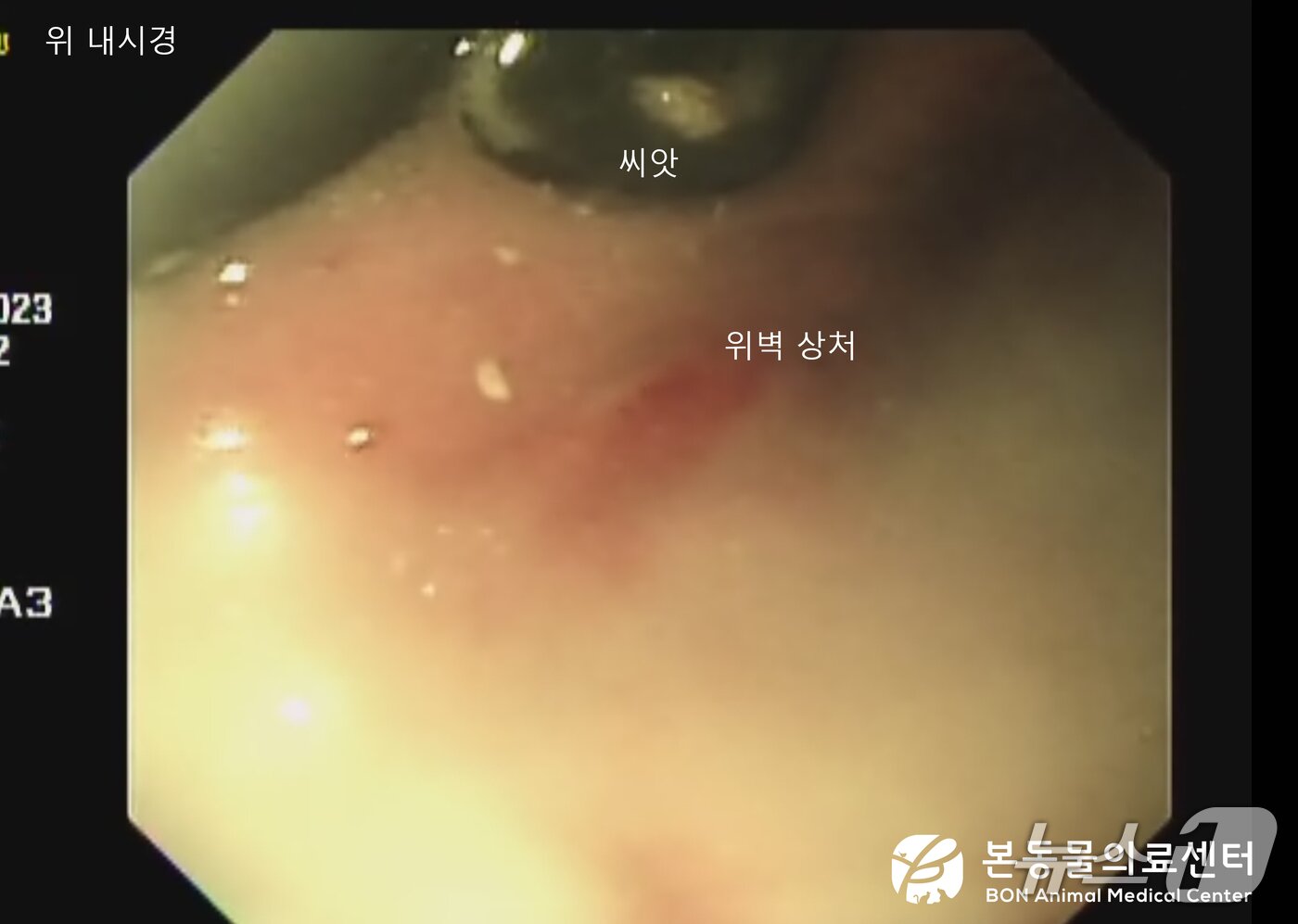 본문 이미지 - 위 내시경으로 확인한 과일 씨앗 때문에 위 내벽에 상처가 난 모습&#40;본동물의료센터 제공&#41; ⓒ 뉴스1