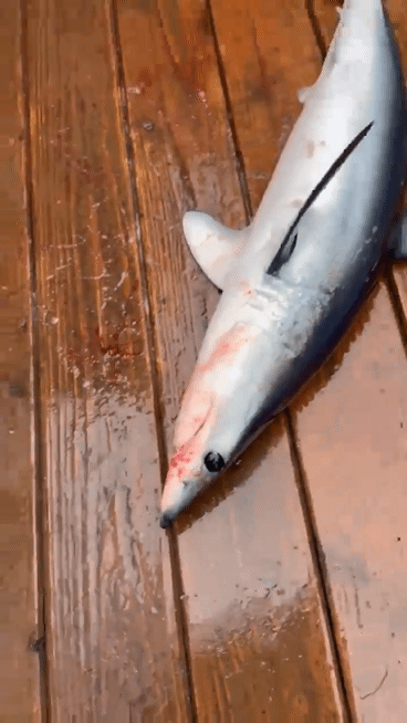 본문 이미지 - 17일 오전 동해 최북단 강원 고성 대진항 인근 해상에서 잡힌 규모 70㎝, 무게 10㎏ 규모 청상아리.(속초해경 제공, 재판매 및 DB 금지)2025.7.17/뉴스1