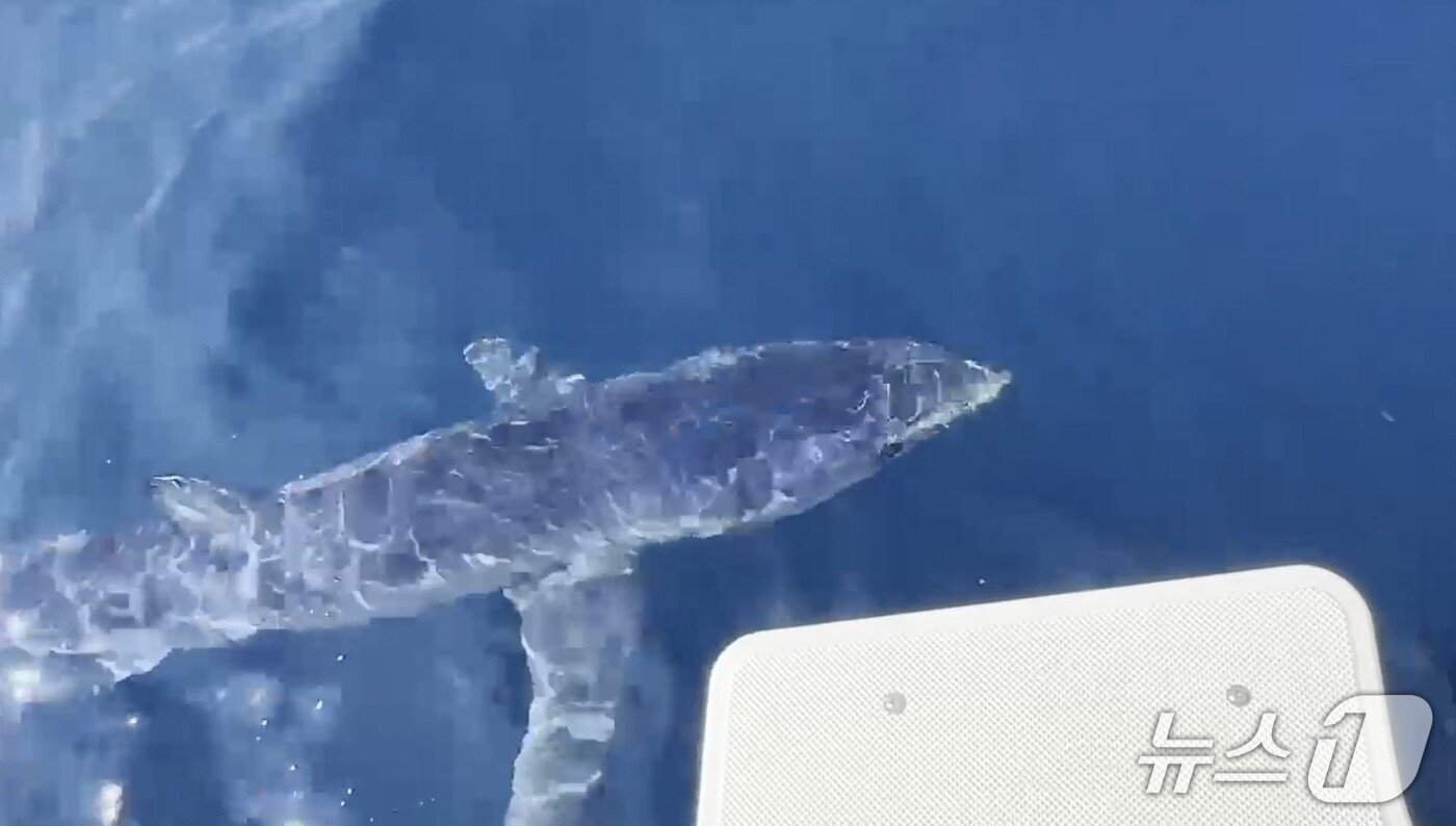 본문 이미지 - 지난 2023년 강원 강릉 해성서 출몰한 청새리상어 자료사진.(동해해경 제공, 재판매 및 DB금지)