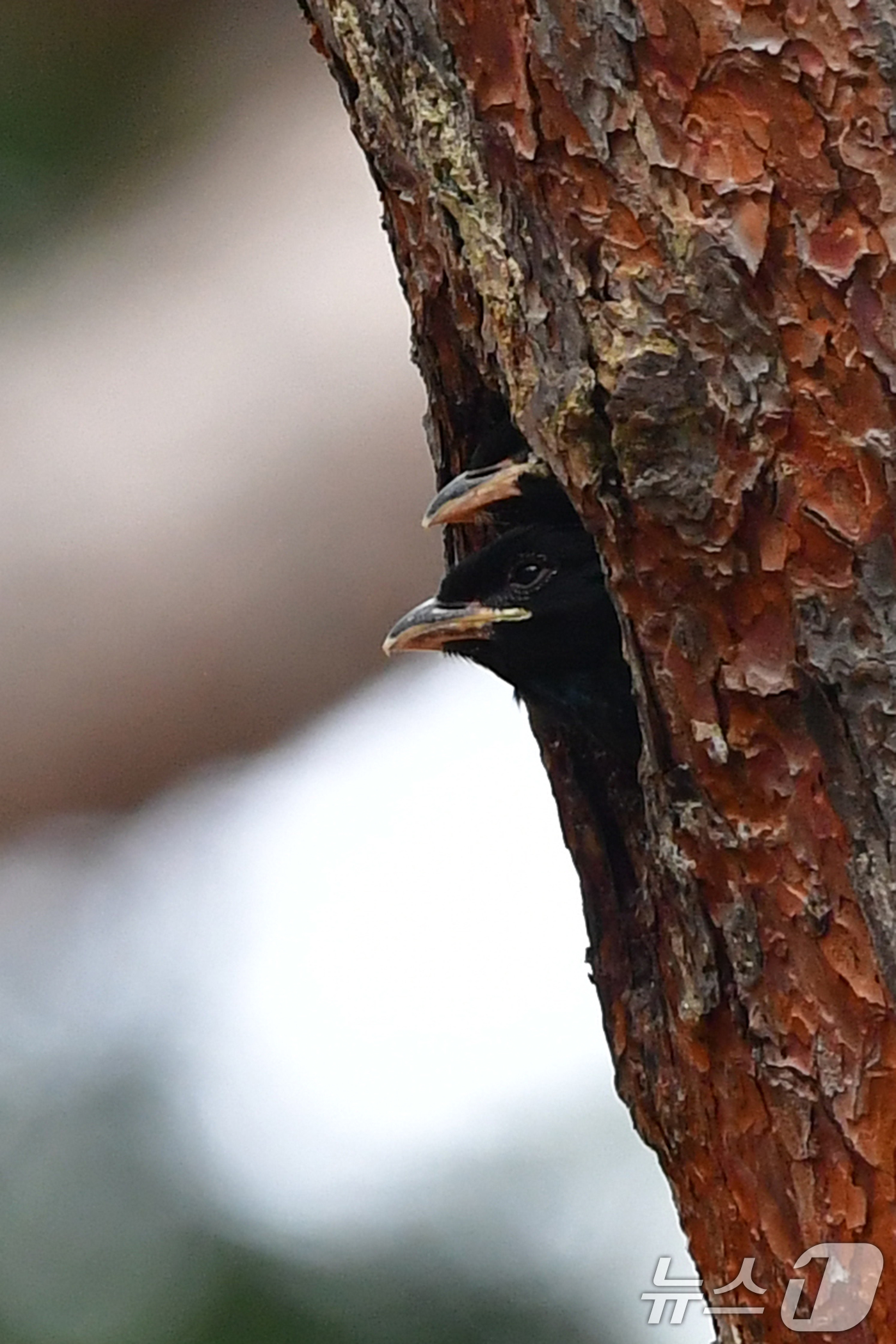 (경주=뉴스1) 최창호 기자 = 18일 경북 경주시 안강읍 흥덕왕릉 숲 속 소나무에 둥지를 튼 파랑새가 유조들이 밖을 내다보고 있다. 2025.7.18/뉴스1