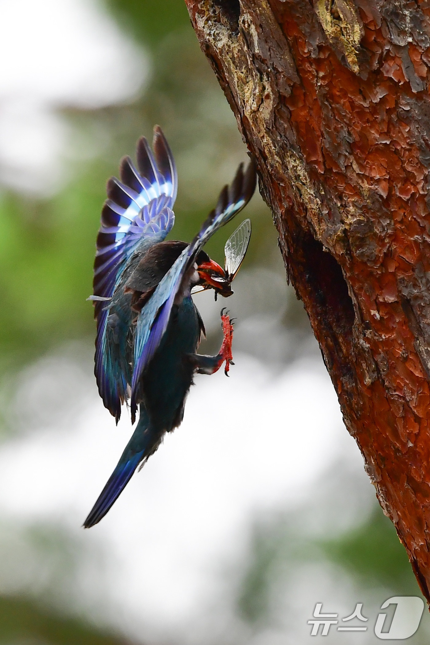 (경주=뉴스1) 최창호 기자 = 18일 경북 경주시 안강읍 흥덕왕릉 숲 속 소나무에 둥지를 튼 파랑새가 유조들에게 먹잇감을 물어다주고 있다. 2025.7.18/뉴스1