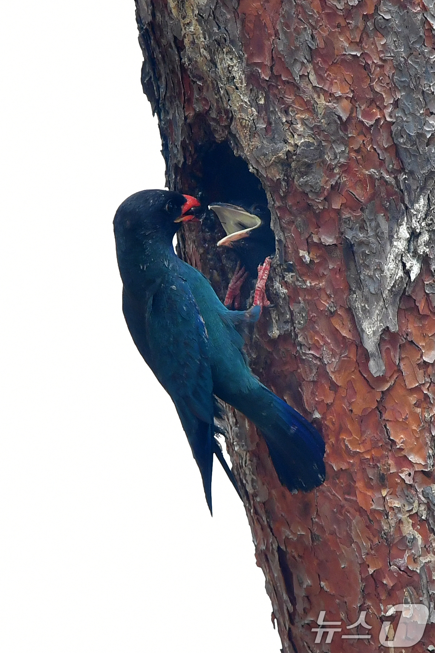 (경주=뉴스1) 최창호 기자 = 18일 경북 경주시 안강읍 흥덕왕릉 숲 속 소나무에 둥지를 튼 파랑새가 유조들에게 먹잇감을 물어다 주고 있다.  2025.7.18/뉴스1