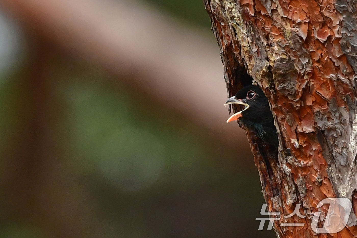 (경주=뉴스1) 최창호 기자 = 18일 경북 경주시 안강읍 흥덕왕릉 숲에 있는 소나무에 둥지를 튼 파랑새 유조 한머리가 밖을 살피고 있다.  2025.7.18/뉴스1