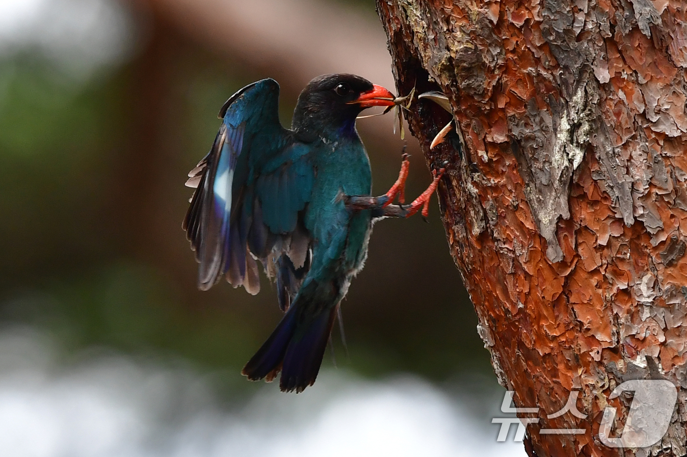 (경주=뉴스1) 최창호 기자 = 18일 경북 경주시 안강읍 흥덕왕릉 숲 속 소나무에 둥지를 튼 파랑새가 유조들에게 먹잇감을 물어다 주고 있다. 2025.7.18/뉴스1