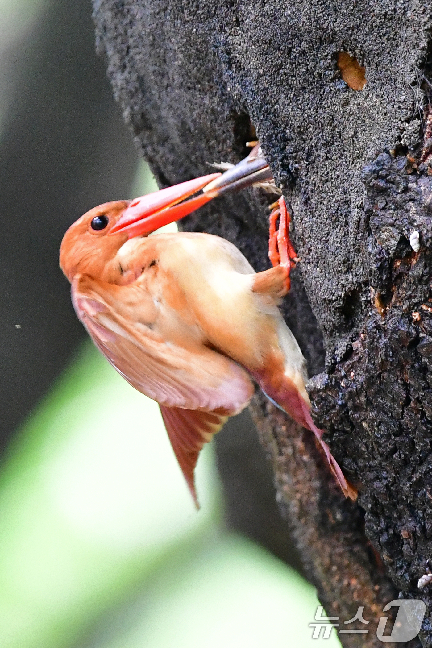 (경주=뉴스1) 최창호 기자 = 18일 경북 경주시 안강읍 옥산서원 숲 속 고목나무에 둥지를 튼 호반새가 새끼들에게 먹잇감을 물어다주고 있다.. 2025.7.18/뉴스1