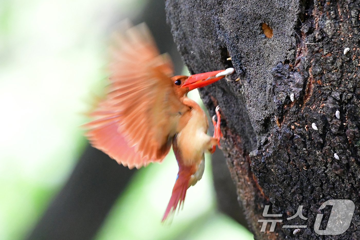(경주=뉴스1) 최창호 기자 = 18일 경북 경주시 안강읍 옥산서원 숲 속 고목나무에 둥지를 튼 호반새가 새끼들에게 먹잇감을 물어다주고 있다.. 2025.7.18/뉴스1