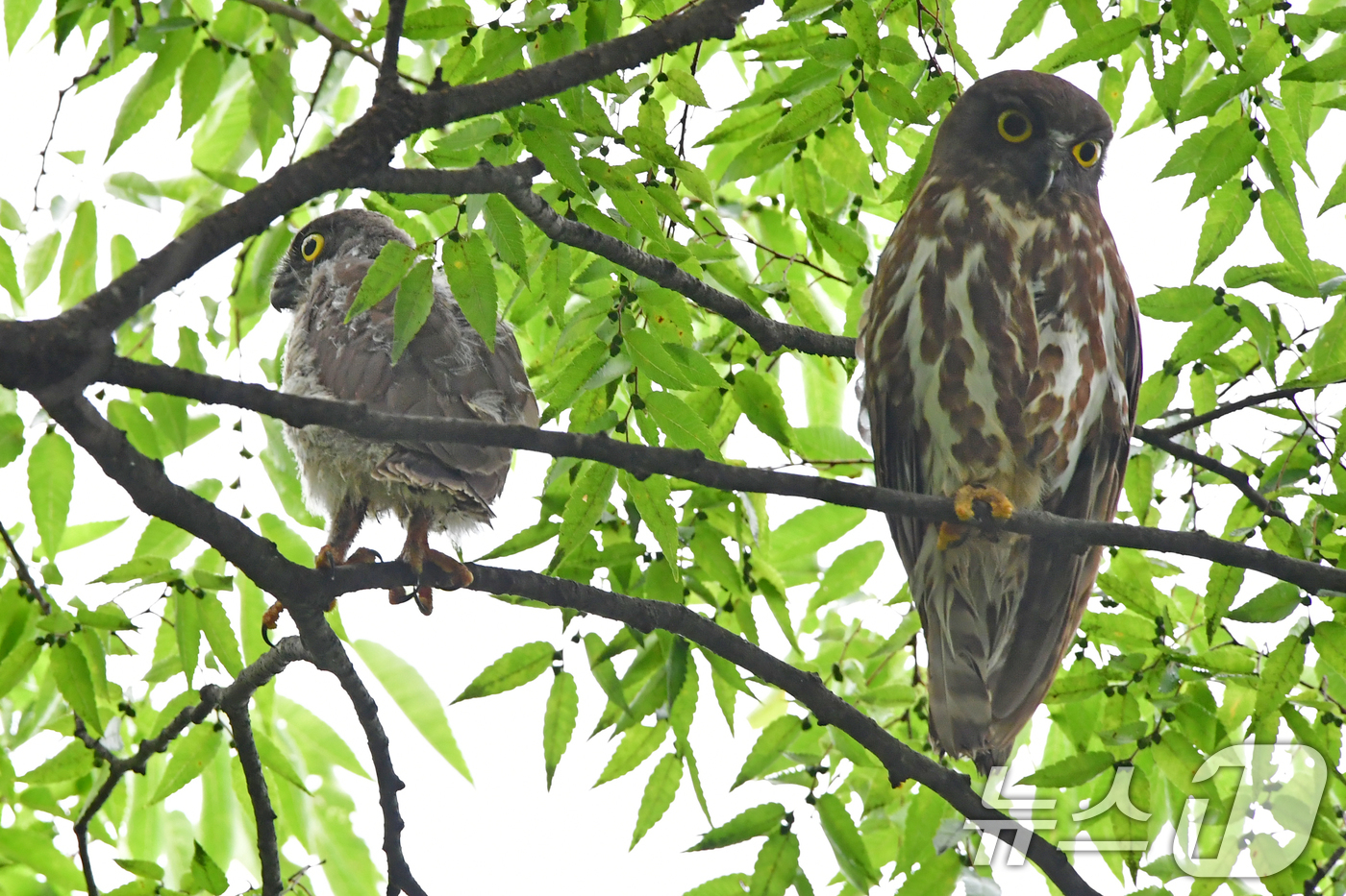 (경주=뉴스1) 최창호 기자 = 18일 경북 경주시 황성공원 고목나무에 천연기념물 324-3호 솔부엉이가 유조와 함께 앉아있다. 2025.7.18/뉴스1