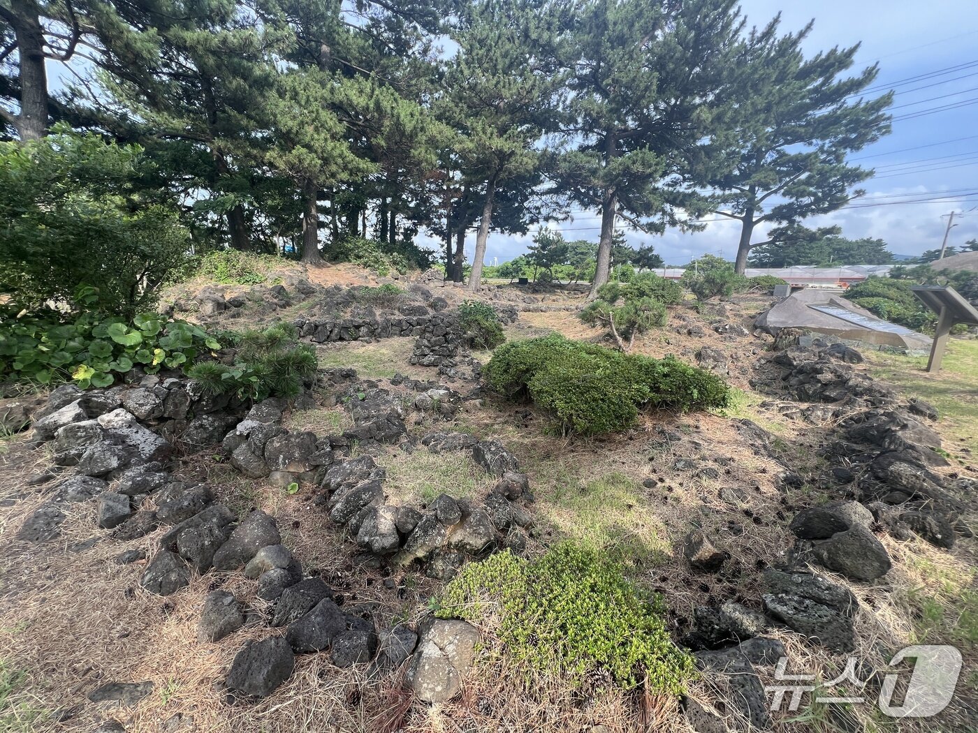 본문 이미지 - 너븐숭이 4·3 기념관 인근에 애기무덤 20여기가 군락을 형성해 있다. 북촌리 주민 학살 사건 때 어른들의 시신은 살아남은 사람들에 의해 다른 곳에 안장 됐지만, 어린아이들의 시신은 임시 매장한 상태로 그대로 지금까지 남아 있다. 2025.07.18/ⓒ 뉴스1 김민수 기자