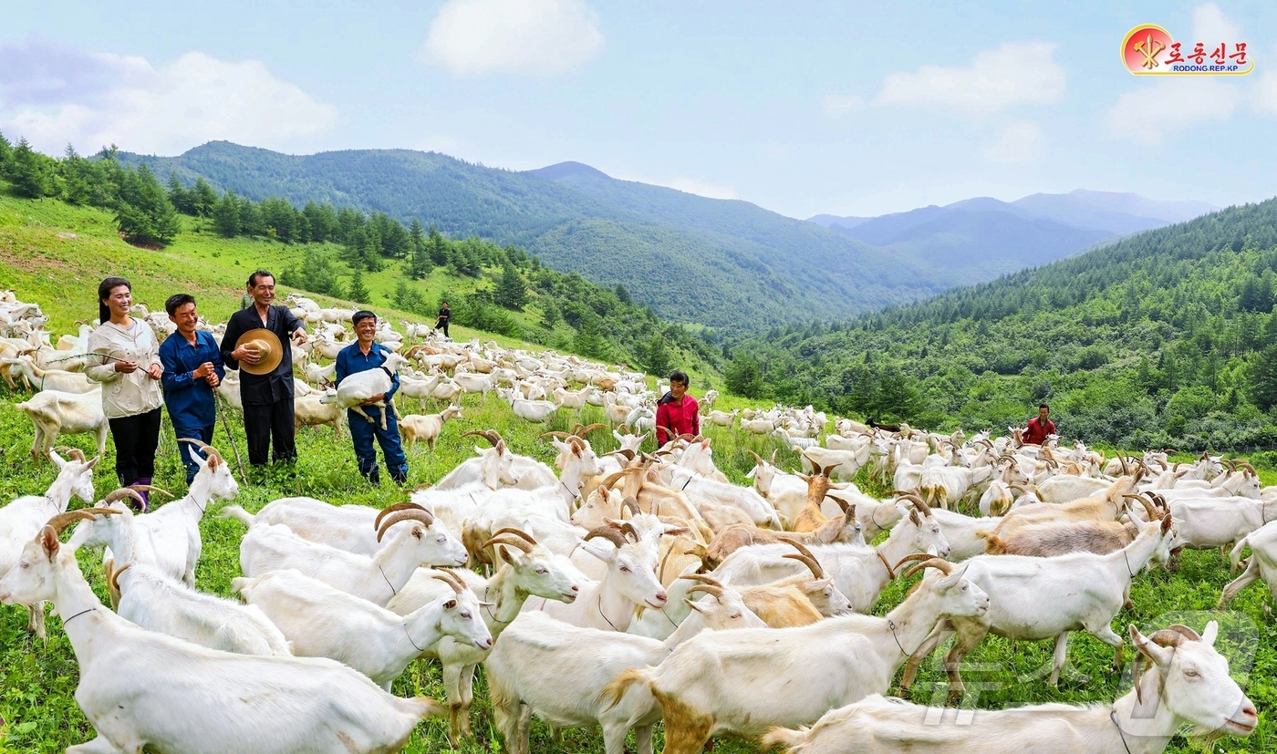 (평양 노동신문=뉴스1) = 북한 노동당 기관지 노동신문은 19일 함흥시 청년염소목장을 소개하고 "육아정책을 실천적 성과로 받들어 나가려는 목장 종업원"이라고 치켜세웠다. [국내에 …