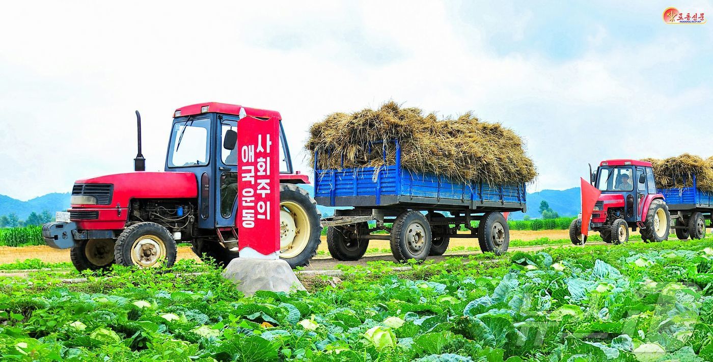 (평양 노동신문=뉴스1) = 북한 노동당 기관지 노동신문은 2일 날씨 조건으로 인해 밀, 보리 가을(수확)이 지난 시기 보다 늦게 시작됐다며 "지금도 때없이 내리는 비는 올곡식 수 …