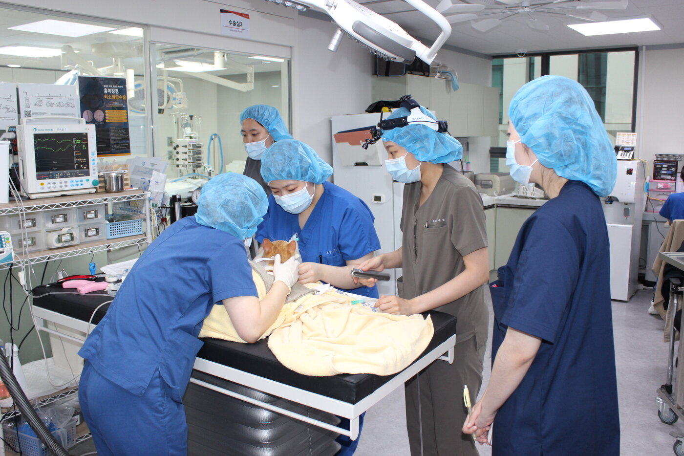본문 이미지 - 호남대 반려동물산업학과 학생이 해마루동물병원에서 진료 과정에 참관하고 있다(GDIN 제공). ⓒ 뉴스1